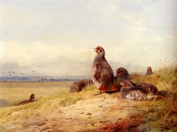 Archibald Thorburn : Red Partridges